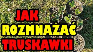 Jak rozmnażać truskawki 🍓 Ukorzenianie truskawek 🍓 [upl. by Ahtibat]