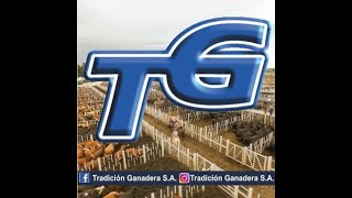 TRADICION GANADERA REMATE VILLA ANGELA  INVERNADA Y GORDO 2208 [upl. by Ashelman851]