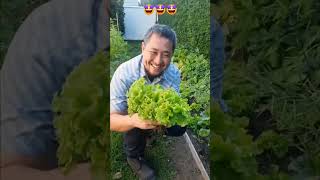 ORGANIC LETTUCE HARVEST PARA SA AKING BISITA [upl. by Filemon]