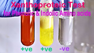 Xanthoproteic Test Practical Experiment [upl. by Mccall120]