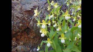 Cypripedium californicum California ladys slipper [upl. by Brendan]