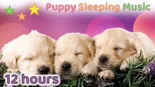 ☆ 12 HOURS ☆ Dog Calming Music 🐶 ♫ Dog Relaxation Music ♫ Puppy Sleeping Music ♫ Dog Sleep [upl. by Yendroc]