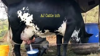 130 Kg Milk Girlando Cow Milking Video  Girlando Cow Farm in India  Girlando Gay  AJ Cattle info [upl. by Nednal754]