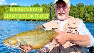 Nipigon River Giant Brook Trout [upl. by Jegar22]