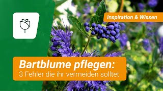 ❌ 3 folgenschwere Fehler bei der BartblumenPflege [upl. by Bruno]