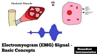 Electromyogram EMG Signal  Basic Concepts  Biomedical Instrumentation [upl. by Aland597]