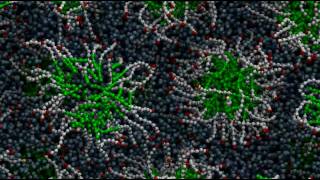 Micelle formation through molecular selfassembly [upl. by Marshal902]