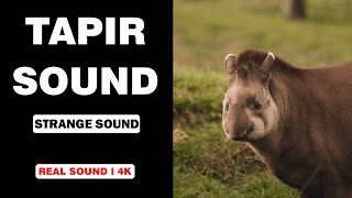 Real Tapir Sounds  High Quality  Strange Tapir Sound Experience  4K [upl. by Noraa102]