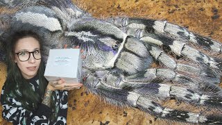 Unboxing quotILLEGALquot Endangered TARANTULAS Venomous amp BOLTY Poecilotheria vittata Ghost Ornamental [upl. by Ciredor]