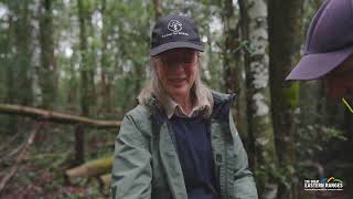 Sniffing out koalas on the Dorrigo Plateau [upl. by Nealah]