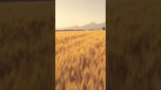 Gahu ke kheto me kangi Jo kare hawayein nature villagelife trending shorts viralvideo [upl. by Nabetse76]