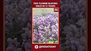 Tamil Nadu Neelakurinji Flowers Which Bloom Once In 12 Years Are Blooming Near Utagai [upl. by Jennee922]