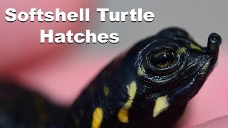 Softshell Turtle Hatching [upl. by Yawnoc]