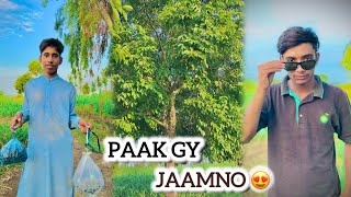 PAAK GY JAAMNO 😍 Dosto Ky Sath Jamun Leny Geya [upl. by Debo]