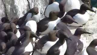 Common Guillemot Uria aalge [upl. by Atikim41]