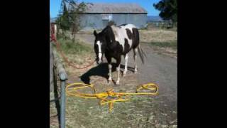 Sacking out Spooky Horse Scared of a hose rearing and breaking free Part 1  Rick Gore [upl. by Enyala377]