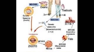 Biología  ¿Cuándo y donde se produce la meiosis [upl. by Barbarese]