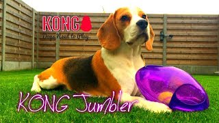 Beagle Louie does Dog Toy Review  KONG JUMBLER [upl. by Sirtemed289]