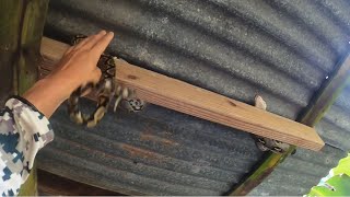 Pitón Reticulada en un rancho en BayamónEstaba pendiente a los gatosCulebras en Puerto Rico🐍😍 [upl. by Wengert10]