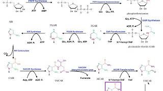 Nucleotide Metabolism  Purine Biosynthesis 1 Up to IMP [upl. by Anoirb281]