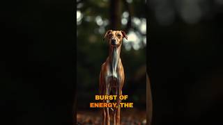 Meet the Whippet fastdog racingdog [upl. by Marlie]