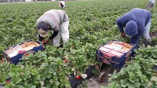 LOS PISCADORES DE FRESAS MAS RÁPIDOS DE LA CUADRILLA👉🍓🐐🍓🐐🍓 🐐🍓🐐🍓🐐🍓🐐👈 [upl. by Wolgast]