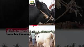 Chintamani cow market vivasayaarvalargal shorts [upl. by Thorlay]