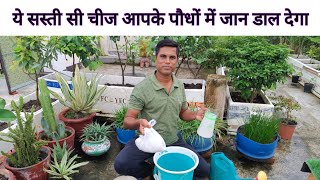 Paude me chune ka prayog kaise kare How to Use Chuna Lime Stone in Plants [upl. by Nessej966]