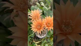 Echinopsis flowering gardeningvideos plants gardening farahgarden echinopsis [upl. by Aicela]