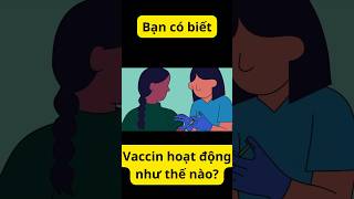 Vaccin hoạt động như thế nào facts moingaymotkienthuc kienthucthuvi vaccine [upl. by Erle]