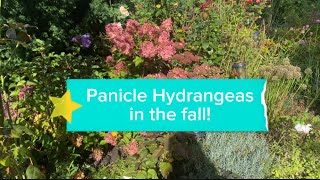 Panicle Hydrangeas in the Fall  💕 Colour changes across different varieties in my garden 💕 [upl. by Lady]