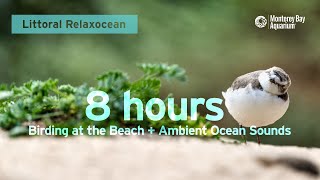 8 Hours of Birding at the Beach  Ambient Ocean Sounds  Littoral Relaxocean [upl. by Idihc]