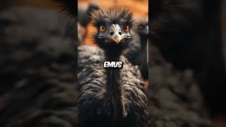 The Great Emu War [upl. by Asinet]