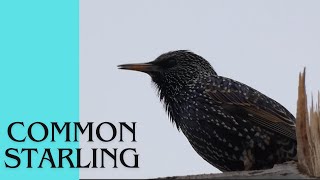 Common Starling [upl. by Stodder374]