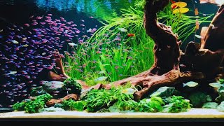 500 Neon Tetras  Most Beautiful Neon Tetra Aquarium [upl. by Ocirnor]