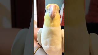 Adorable Cockatiel Singing Cookie 🍪 Song 🎵 😍 birdsinging [upl. by Novar]