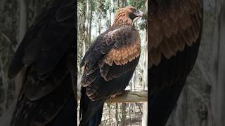 Australia wedgetailed eagle [upl. by Suiradel]