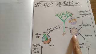 lifecycle of psilotum [upl. by Byrom933]