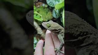 Gekko smithii green eye gecko [upl. by Kokaras969]