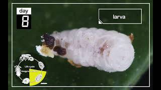 Inside Life of Parasitoids Anagyrus vladimiri Developing Within a Mealybug [upl. by Akselav403]