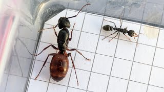 Camponotus CA02 USA vs Myrmecia urens Australia 09112024 [upl. by Rocca894]