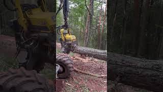 “Felling of giant treesHarvester technology in action” harvester viralvideo lumberjack forest [upl. by Hazeefah]