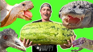 Animals ATTACK MASSIVE Watermelon [upl. by Sucrad]