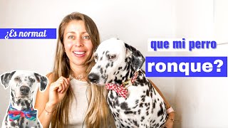 ¿Por qué ronca mi perro ¿Es normal que mi perro ronque [upl. by Sharline]