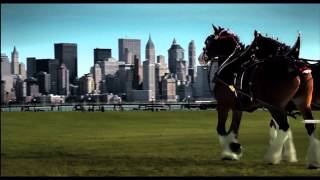 911 Budweiser Clydesdales Tribute in HD [upl. by Annay9]