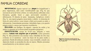 ORDEN HEMIPTERA [upl. by Ben]