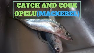 How To Cook OpeluMackerel Fish Fry Action [upl. by Nodyl887]