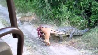 Croc vs Leopards on a game drive with The Bushcamp Company [upl. by Enixam]