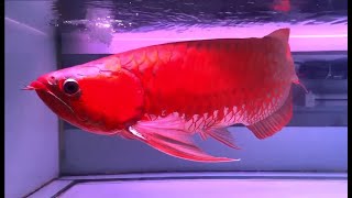 Top 6 Blood Red Arowana Types  Asian Arowana World Champion [upl. by Willamina]