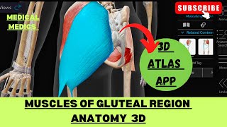 Muscles of Gluteal Region  Gluteal Region 3d  Medical Medics [upl. by Oicelem]